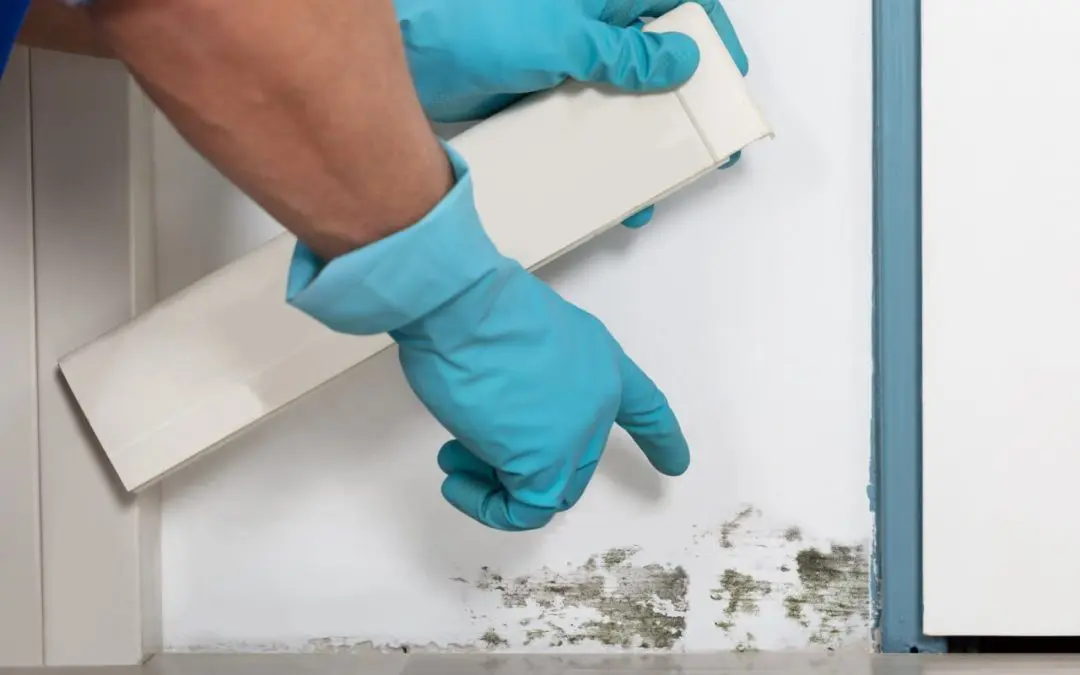 Everyday Habits That Lead to Mold Growth in Your Home
